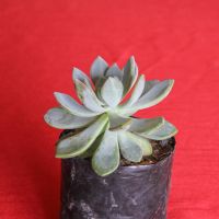 mini-cactus-de-hoja