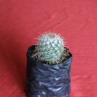 mini-cactus-redondo